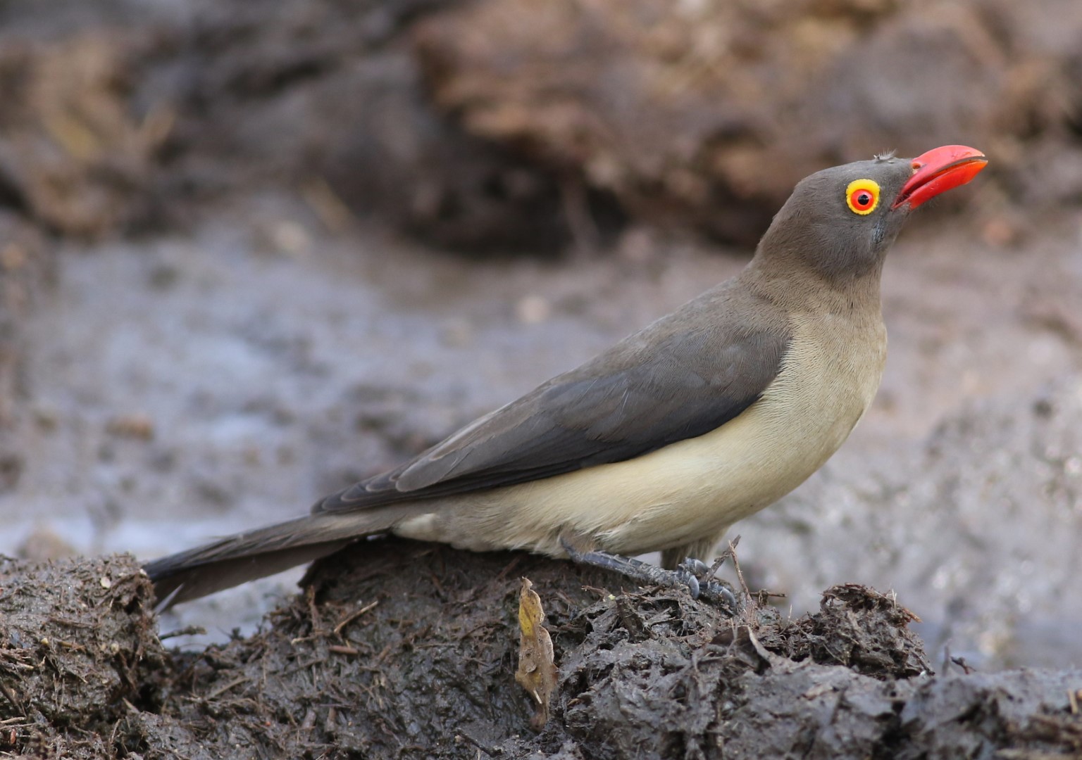 Red-billed Oxpecker