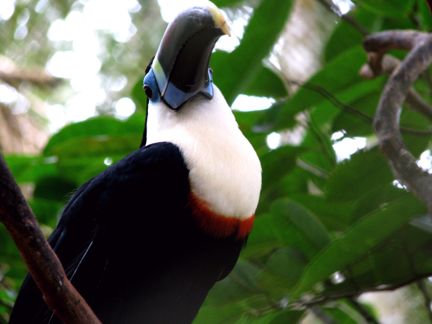 Red-billed Toucan