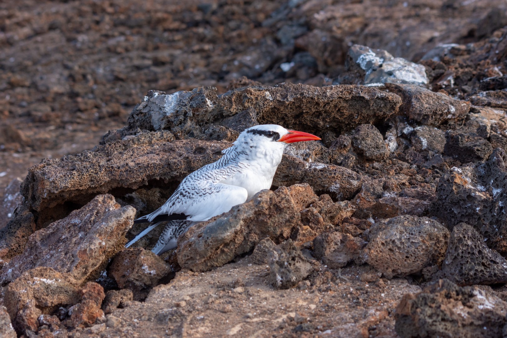 Red-billed Tropicbird