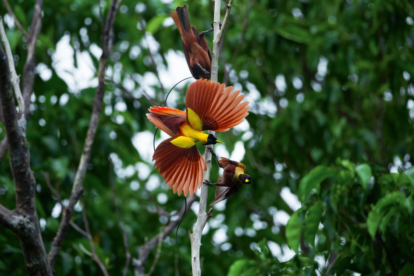 Red Bird-of-Paradise