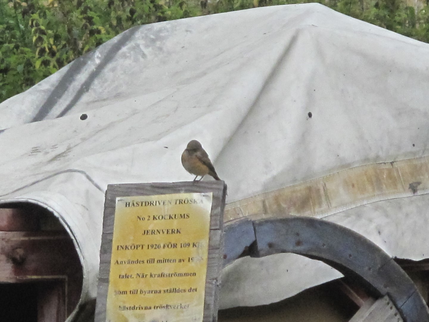 Red-breasted Flycatcher