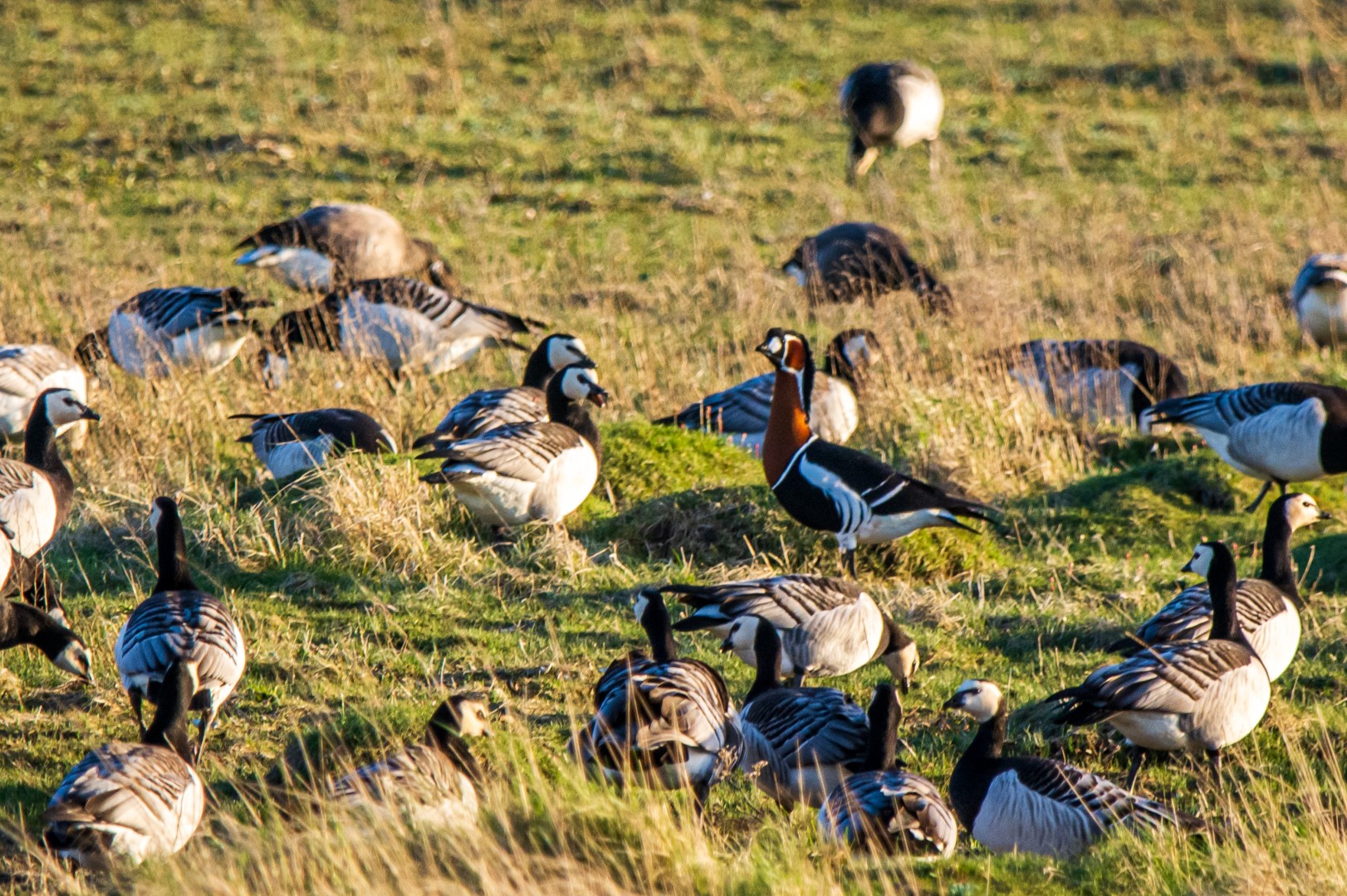 Red-breasted Goose