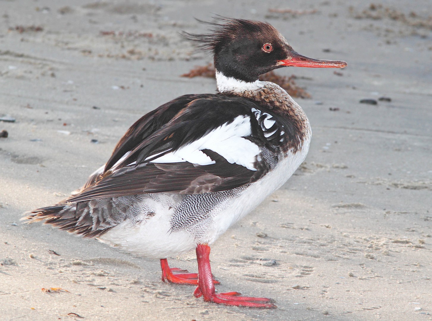 Red-breasted Merganser