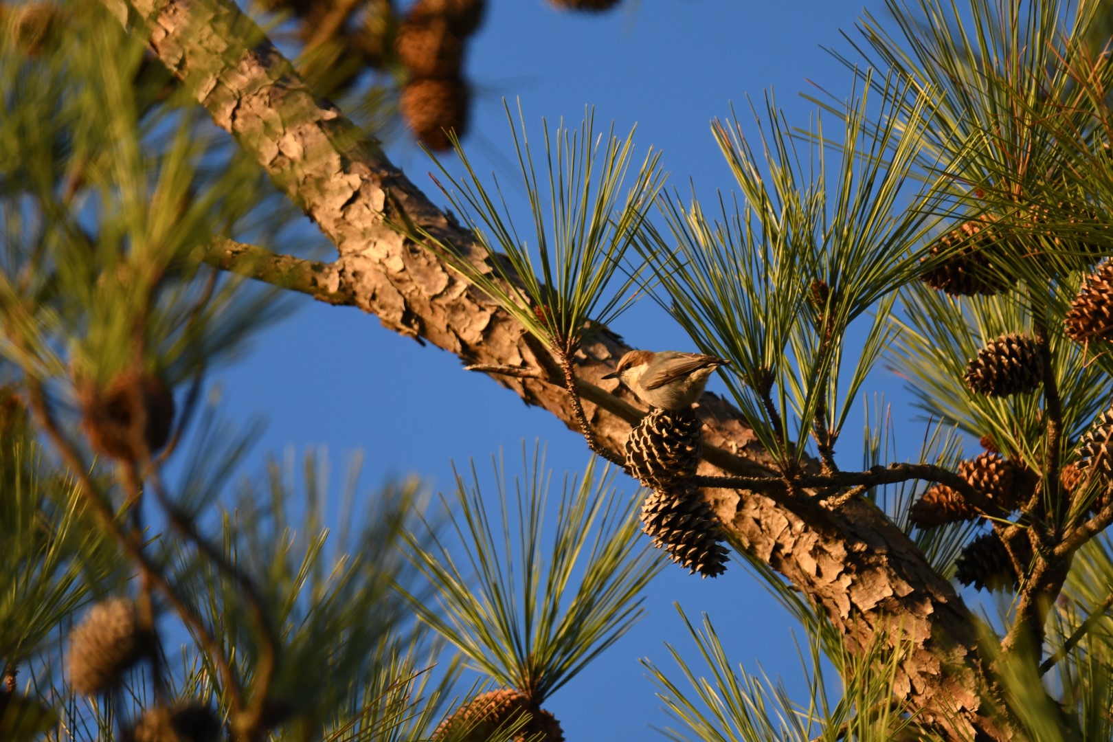 Red-breasted Nuthatch