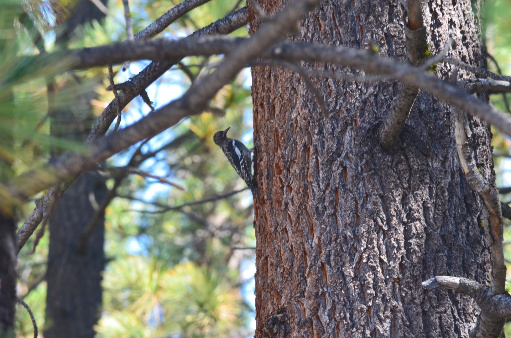 Red-breasted Sapsucker