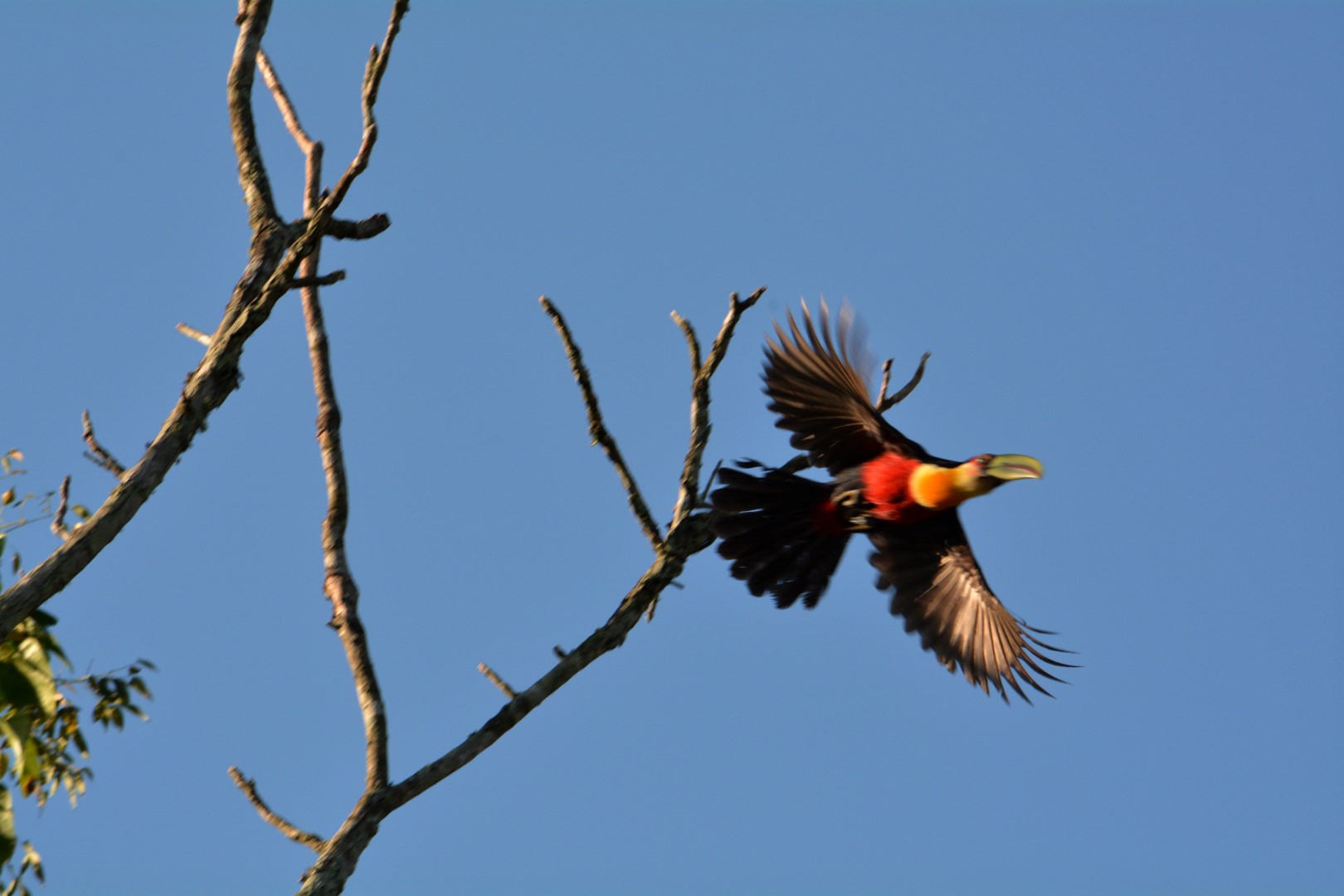 Red-breasted Toucan