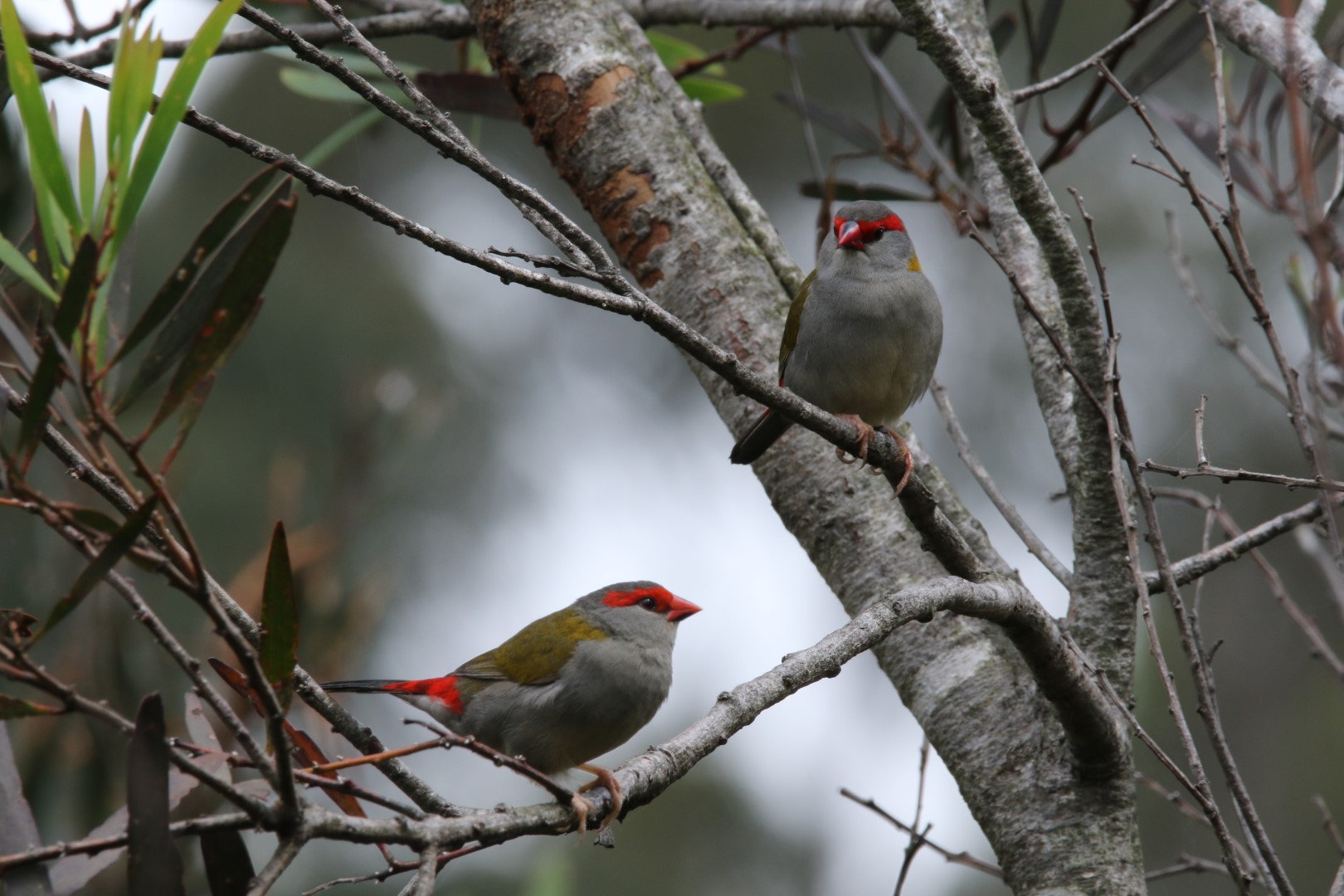 Red-browed Finch