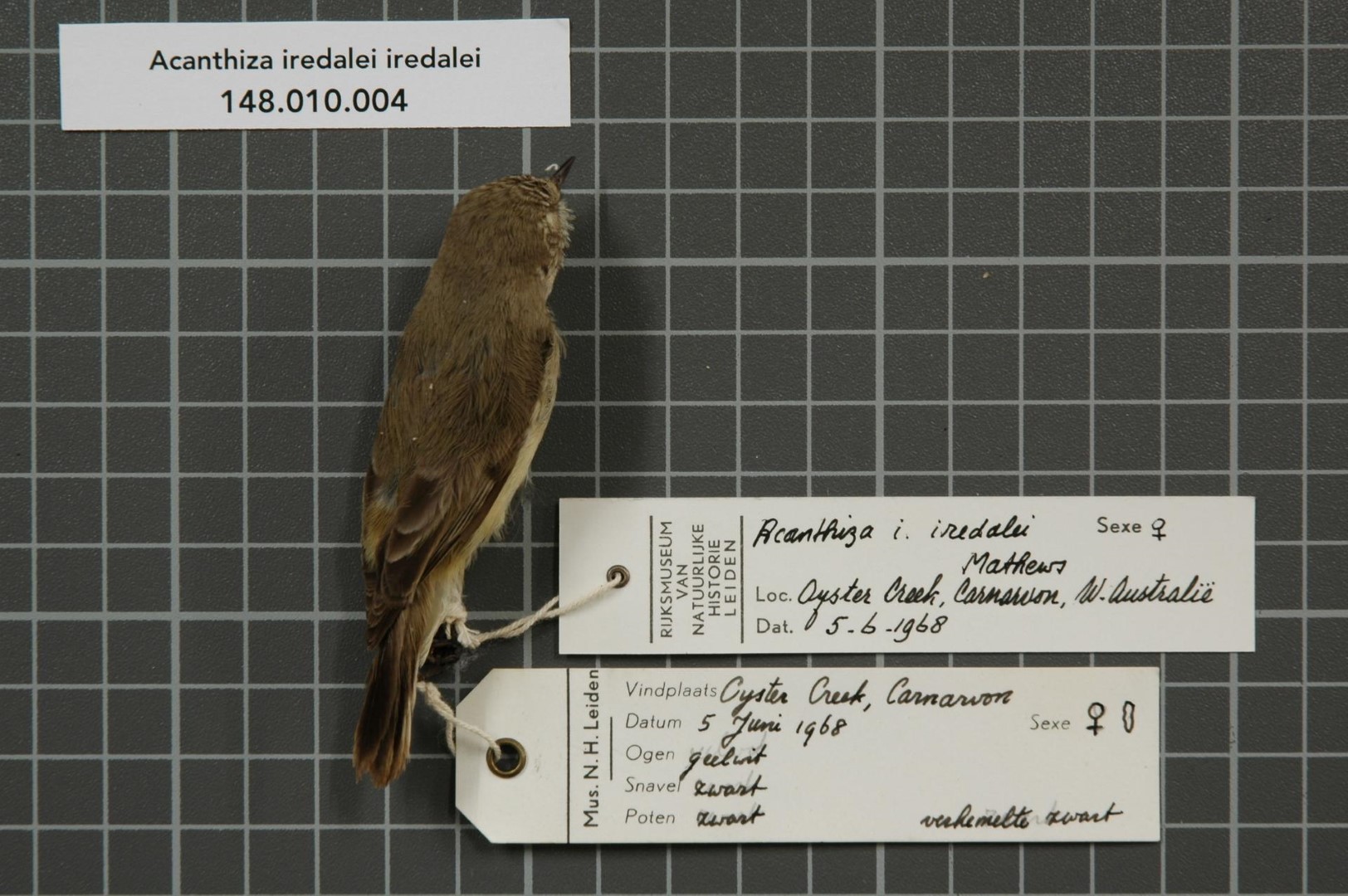 Red-browed Pardalote