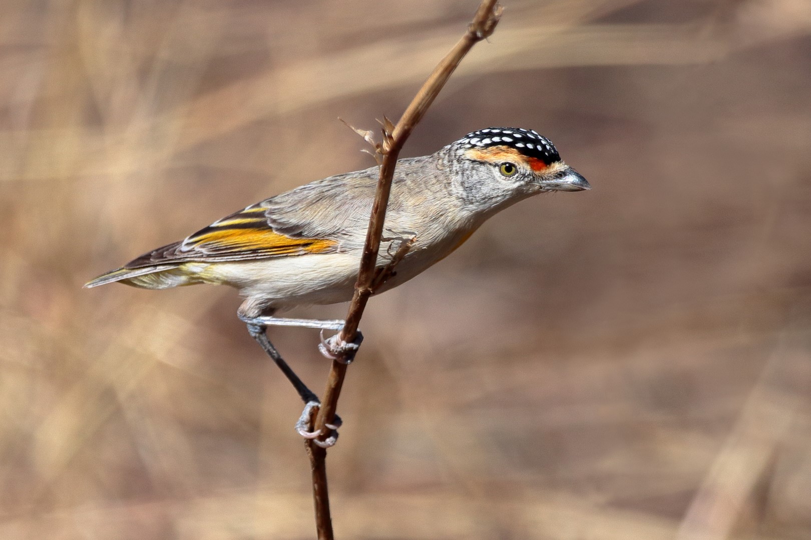 Red-browed Pardalote
