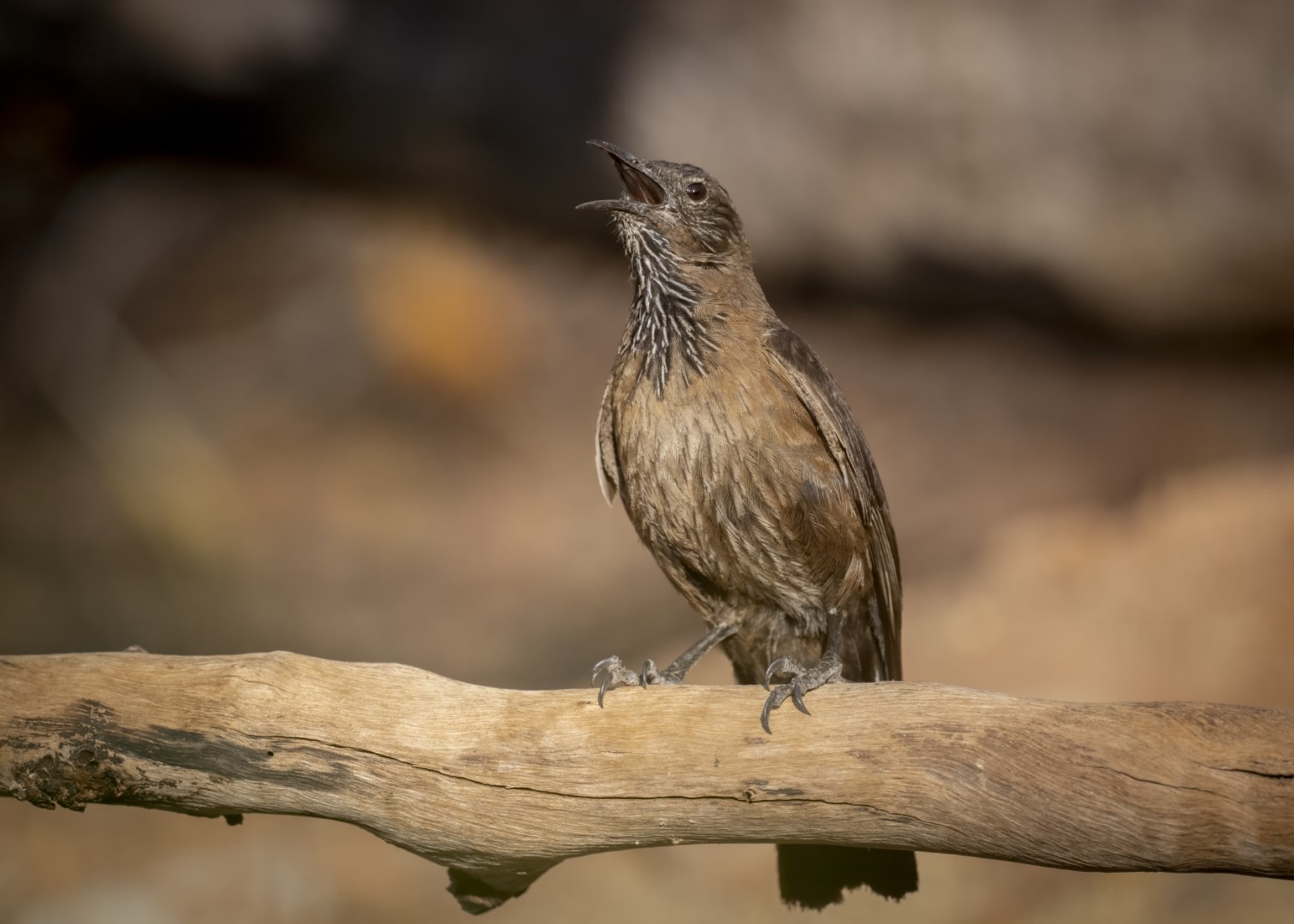 Red-browed Treecreeper
