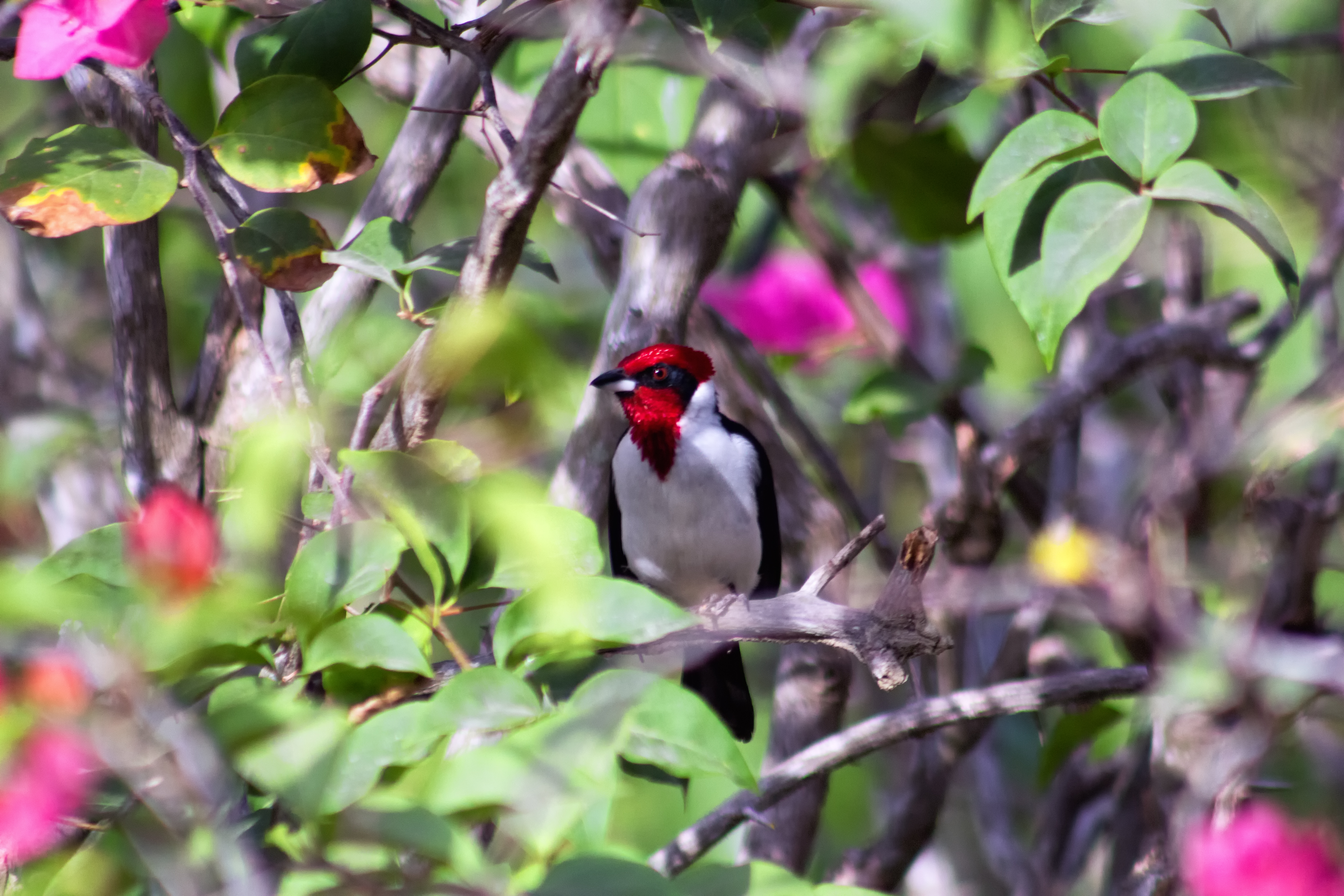 Red-capped Cardinal