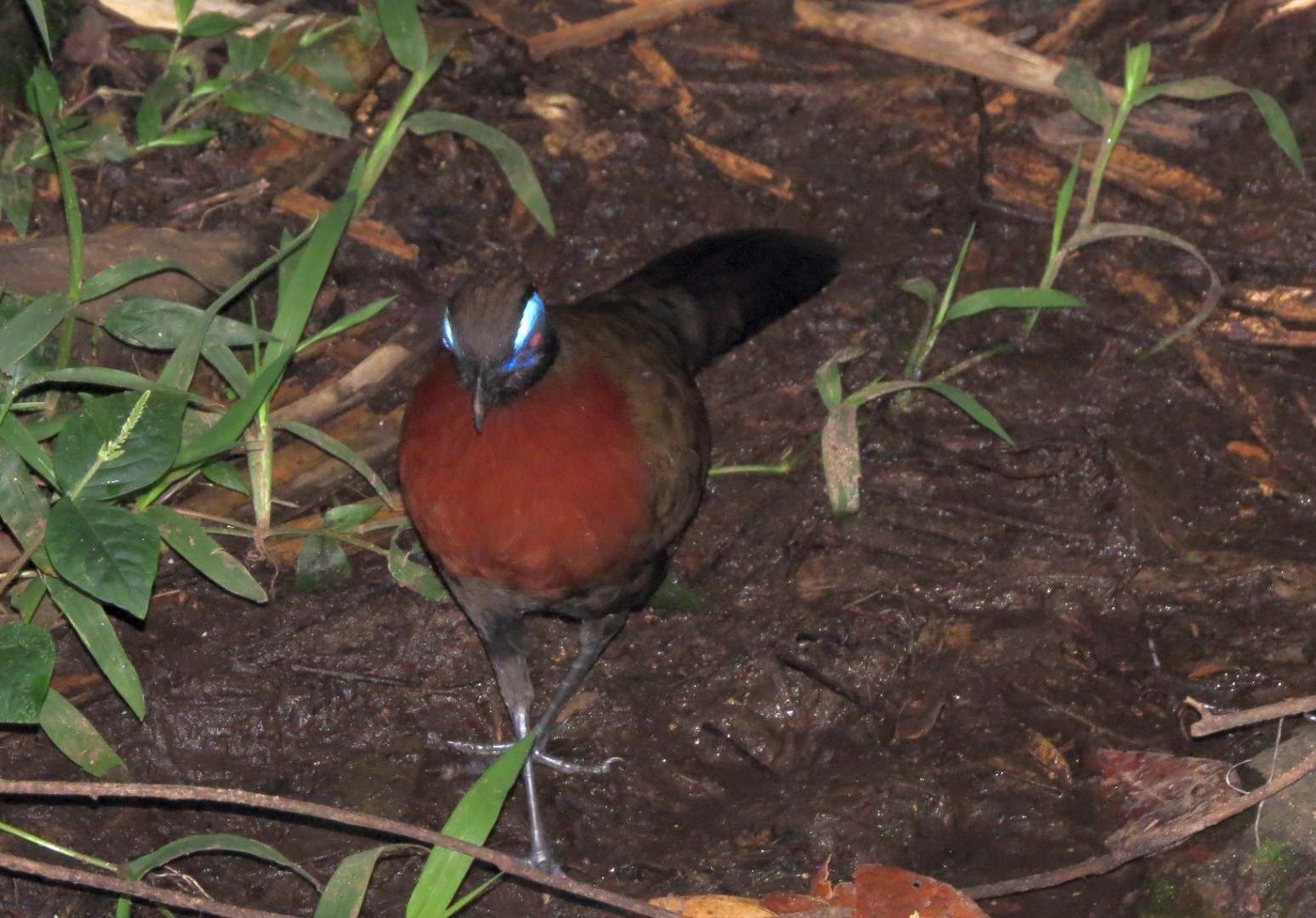 Red-capped Coua