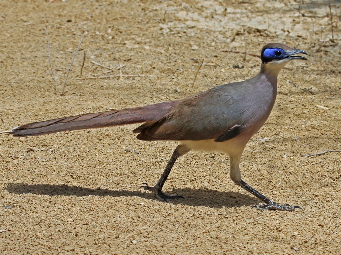 Red-capped Coua