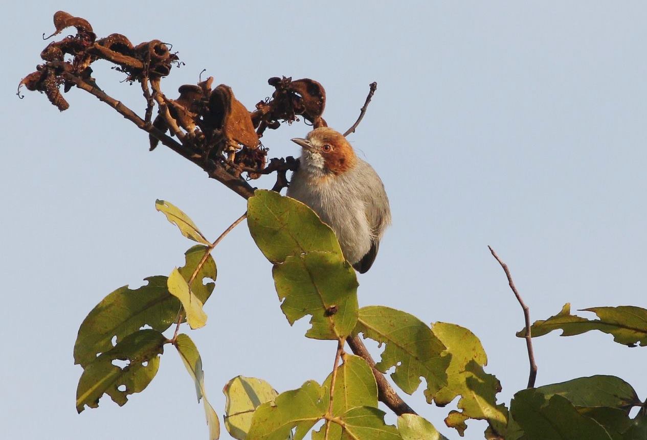 Red-capped Crombec
