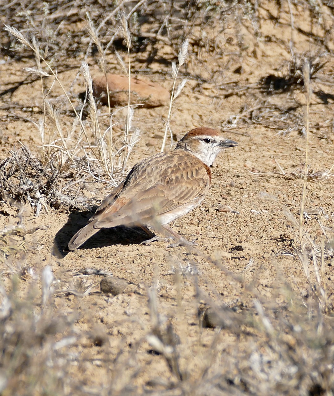 Red-capped lark