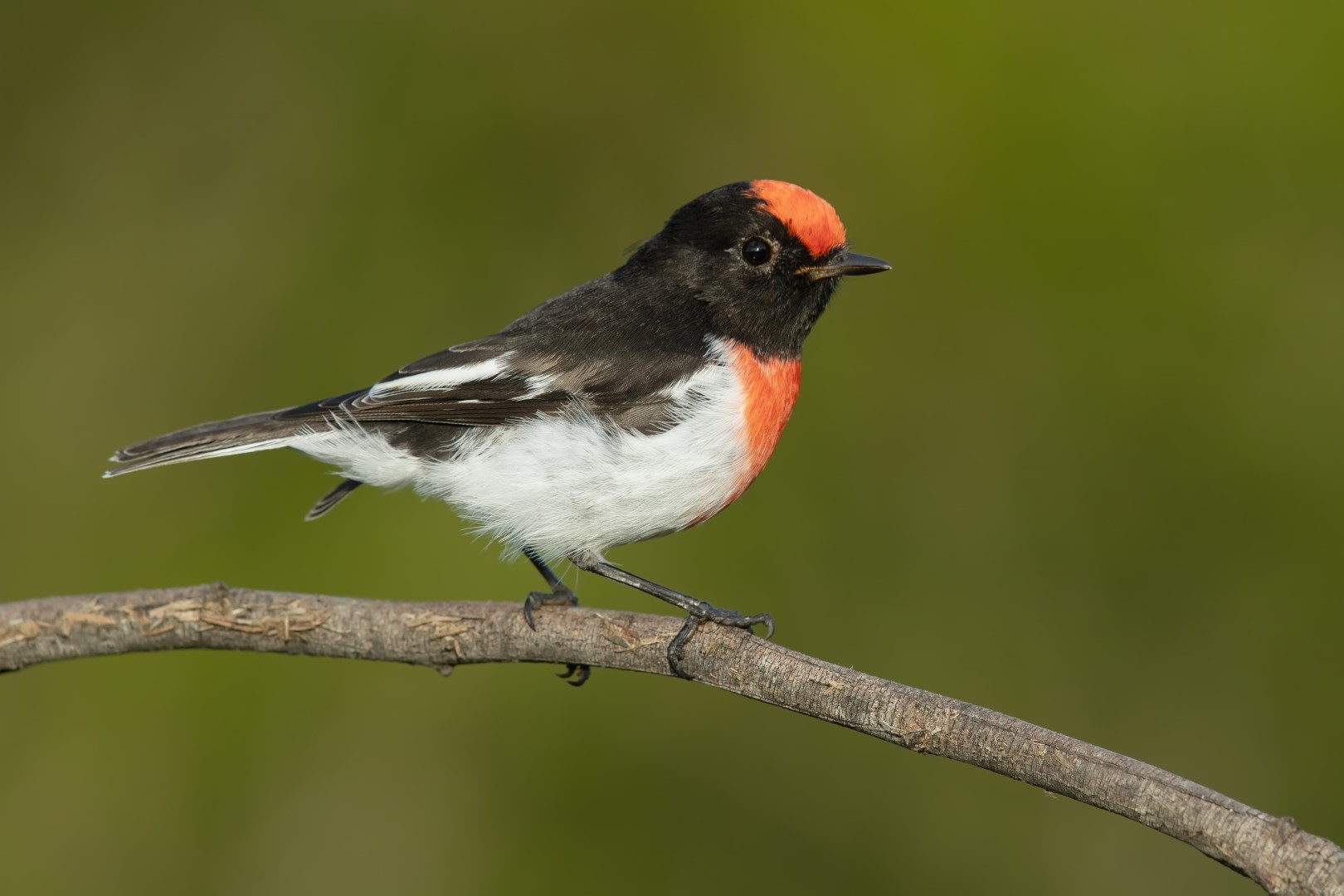 Red-capped Robin