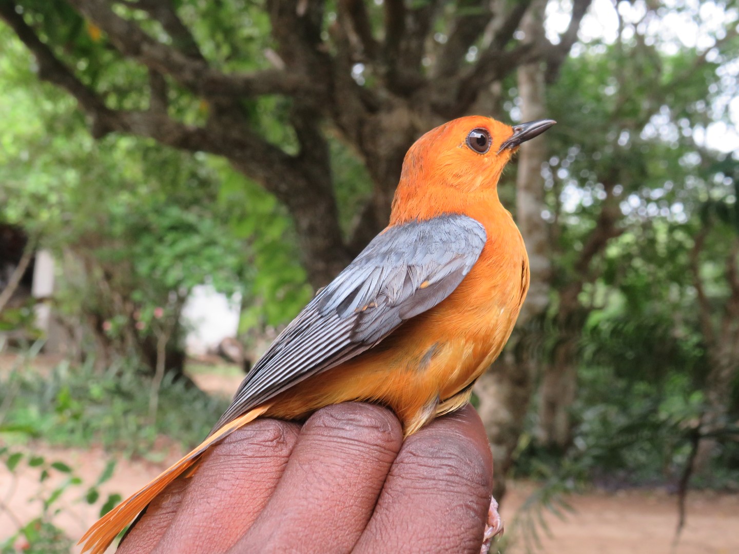 Red-capped Robin-Chat