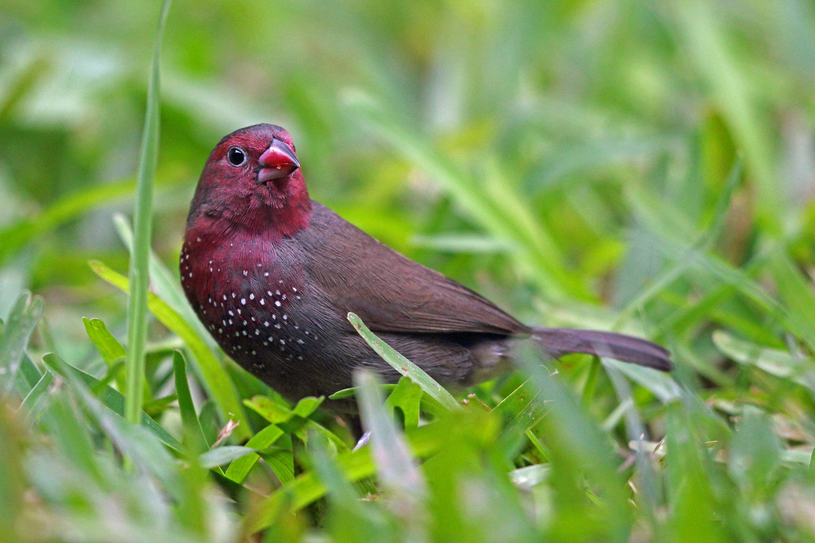 Red-cheeked Cordon-bleu