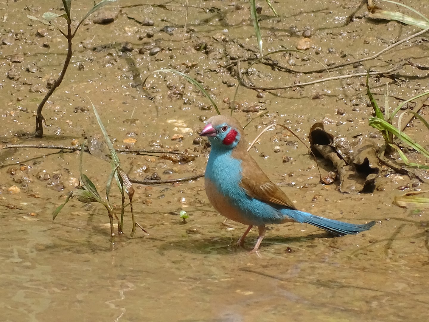 Red-cheeked Cordon-bleu