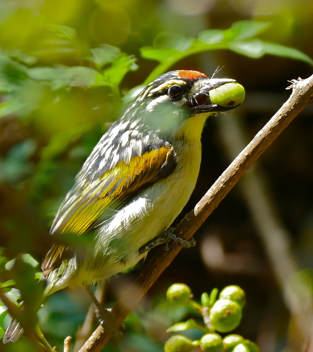 Red-cheeked Wattle-eye