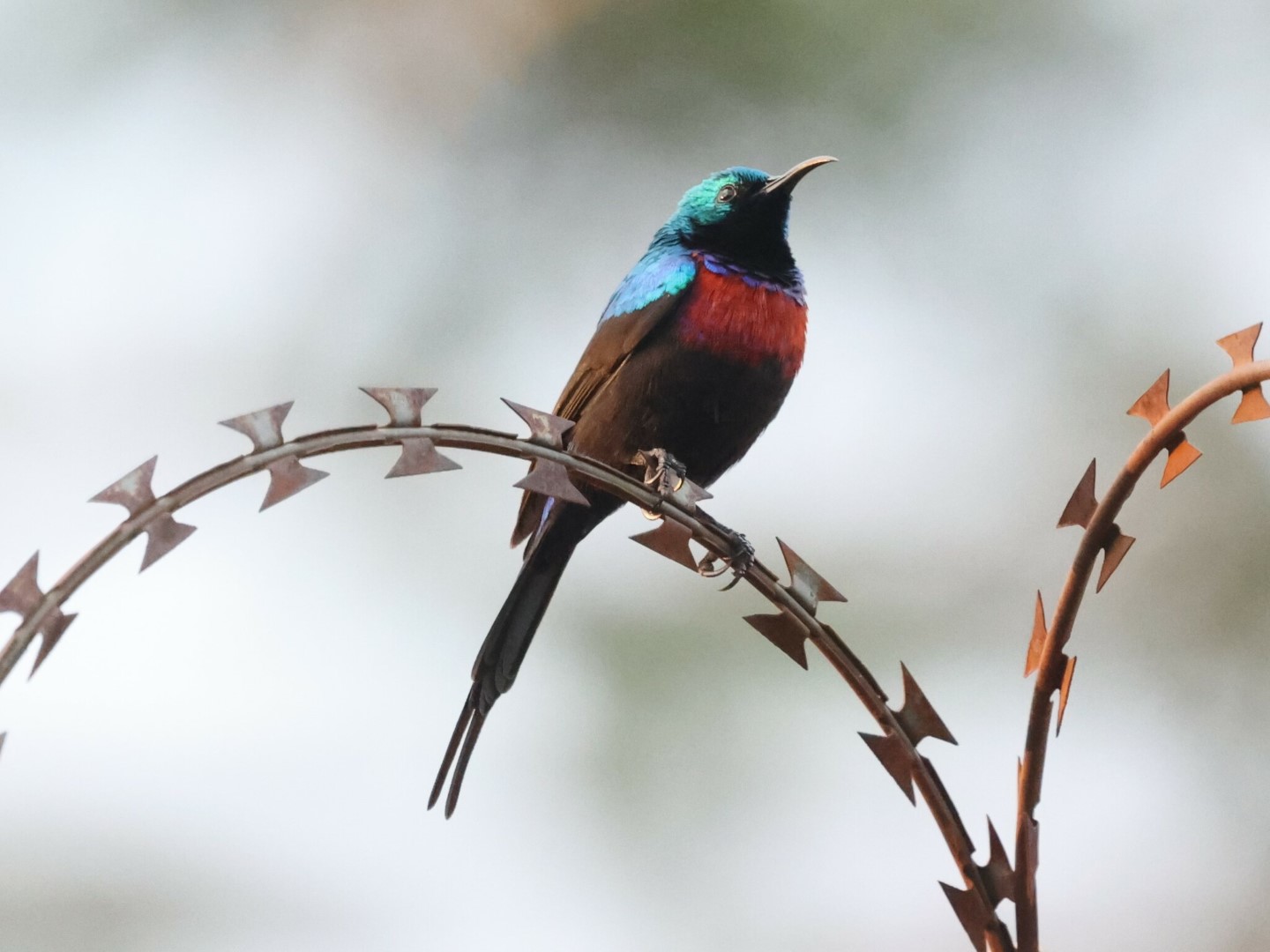 Red-chested Sunbird