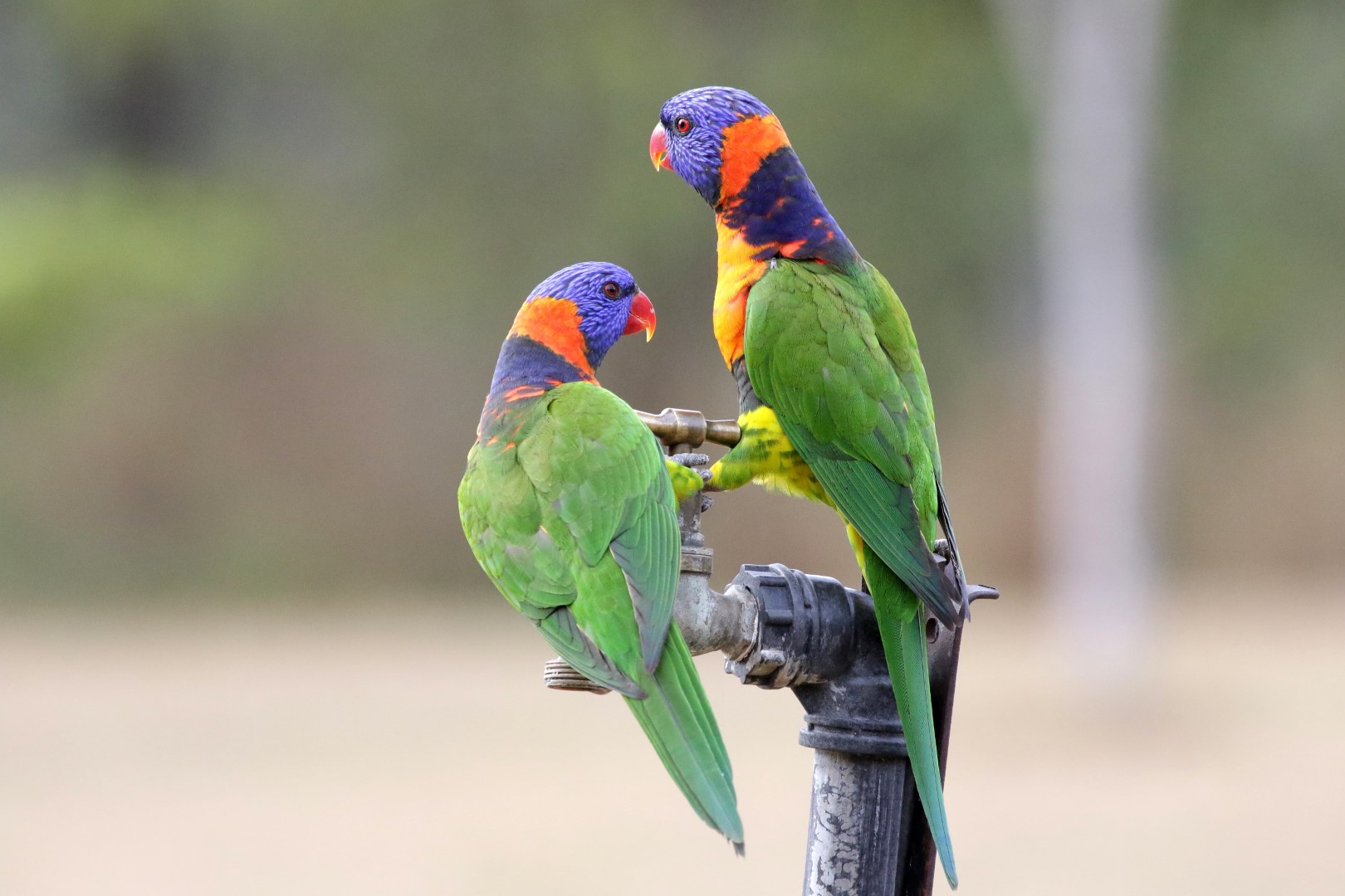 Red-collared Lorikeet