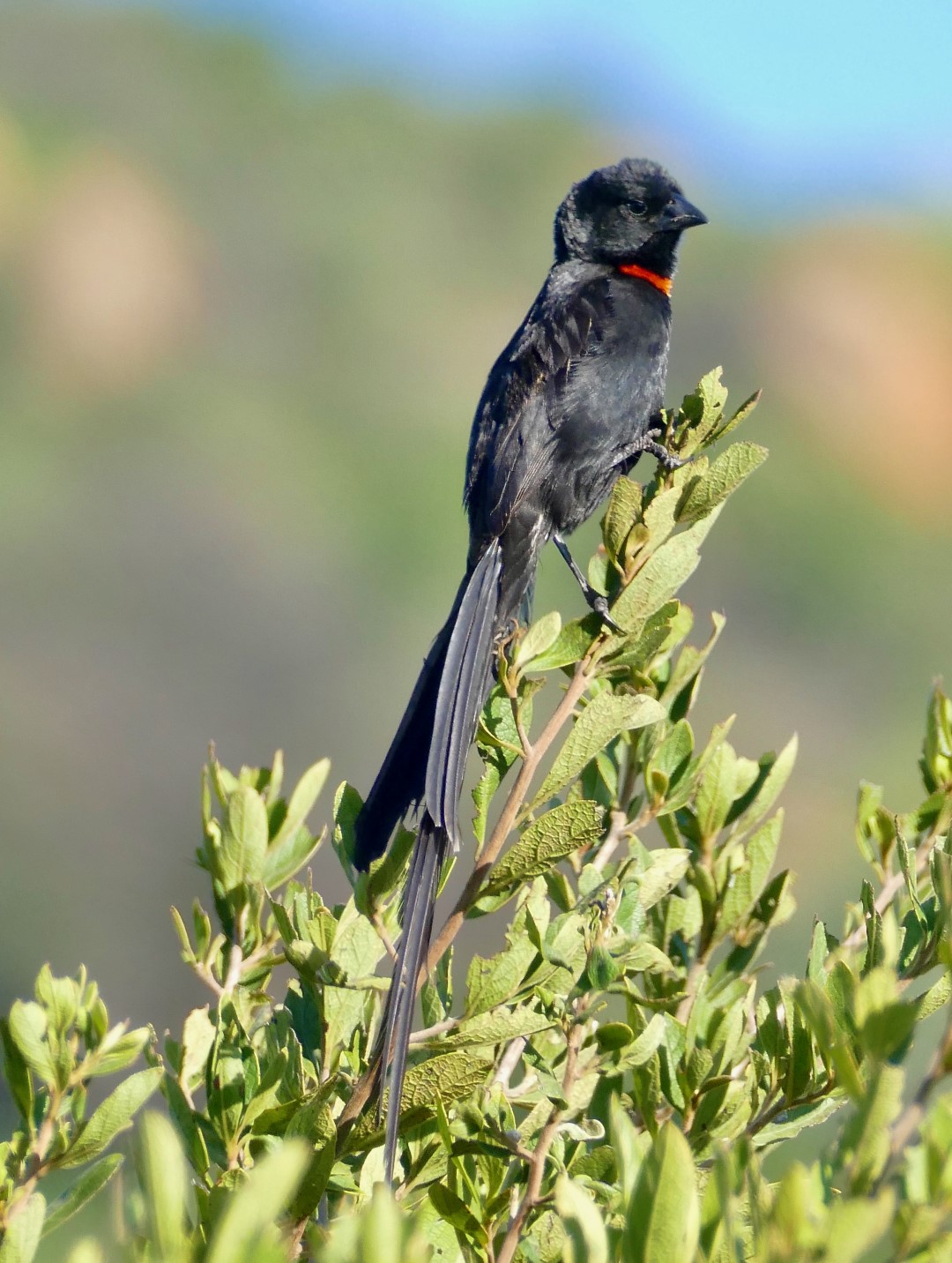 Red-collared Widowbird
