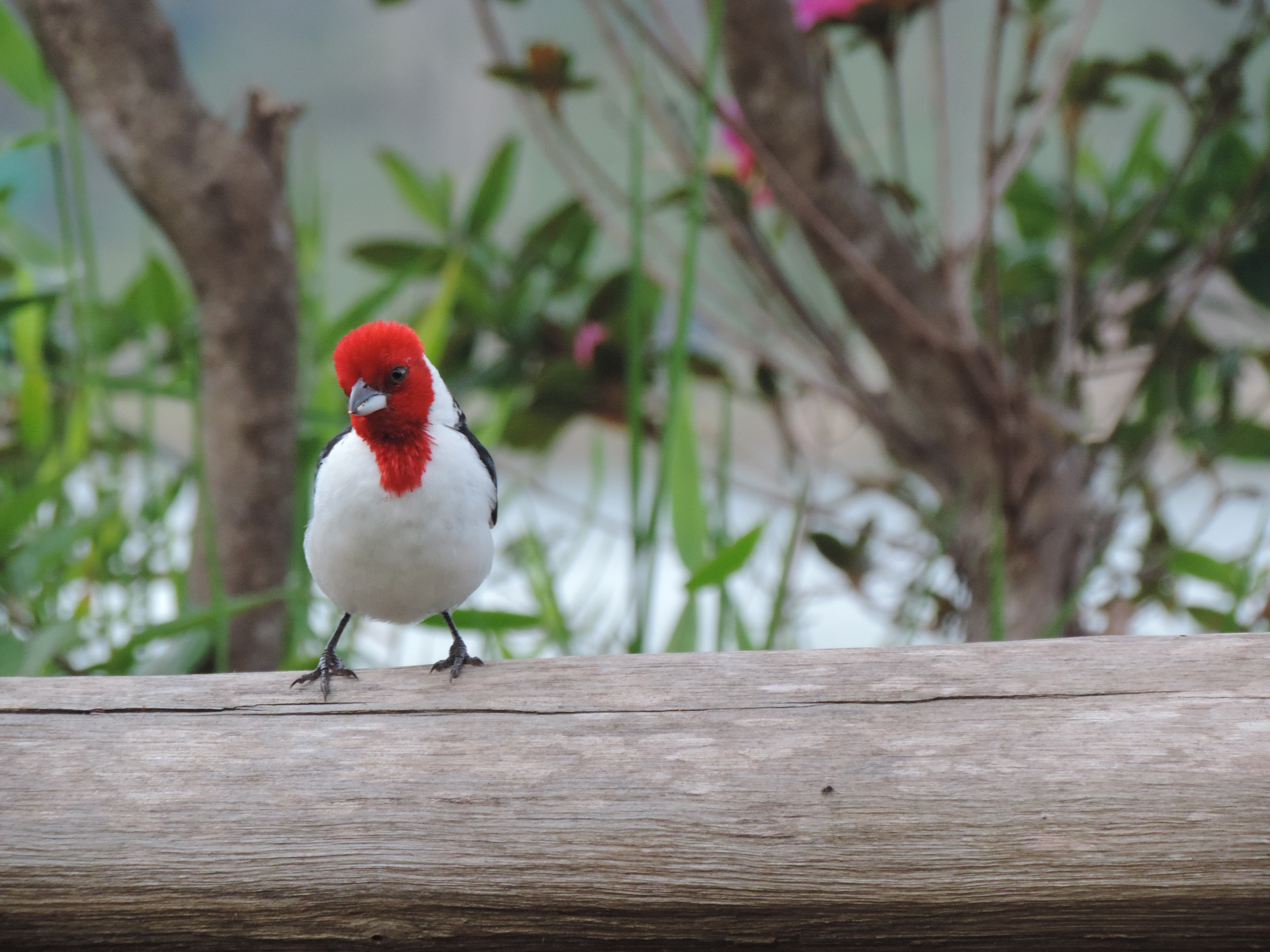 Red-cowled Cardinal