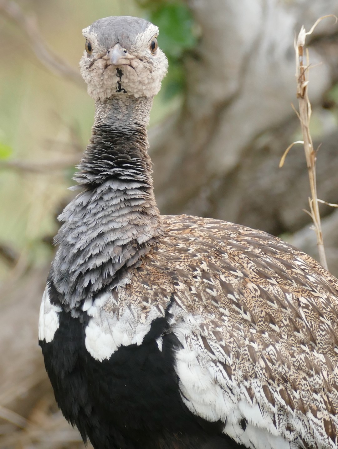 Red-crested Bustard