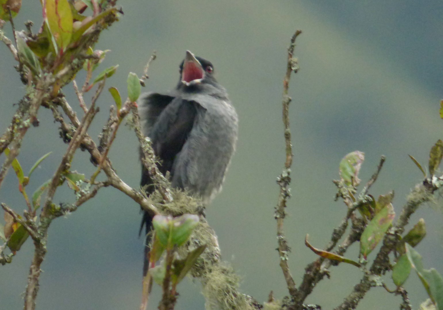 Red-crested Cotinga