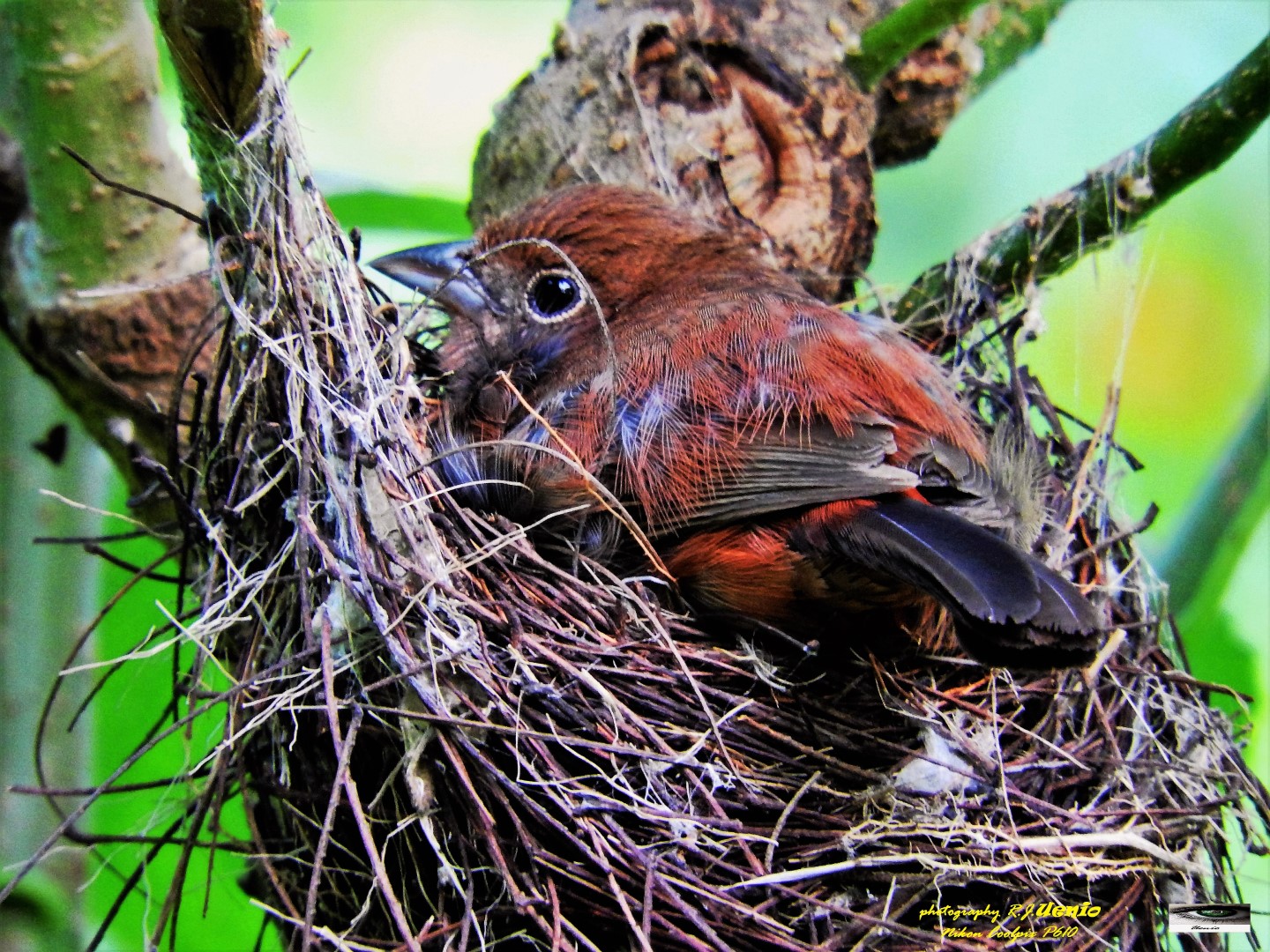 Red-crested Finch