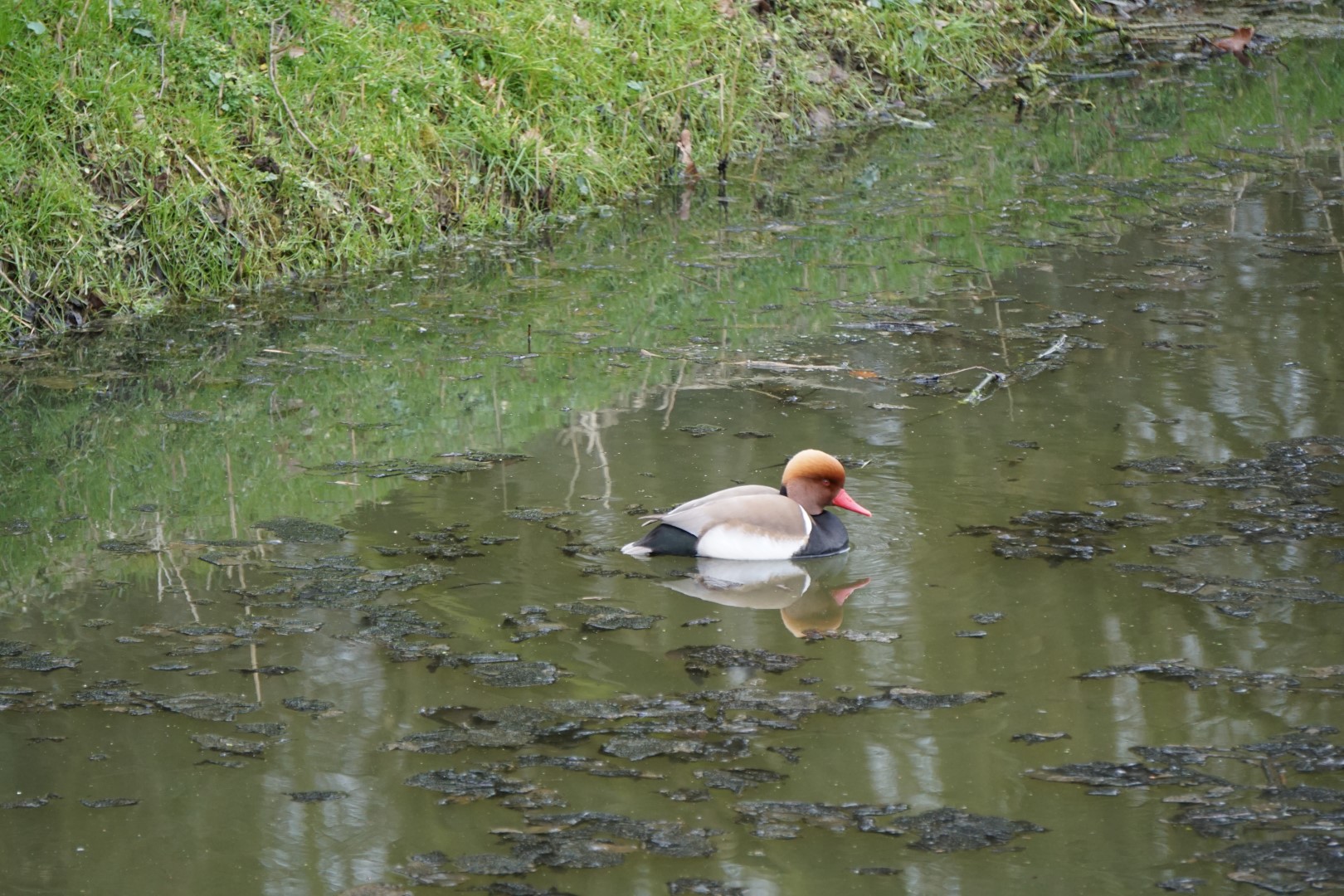 Red-crested Pochard