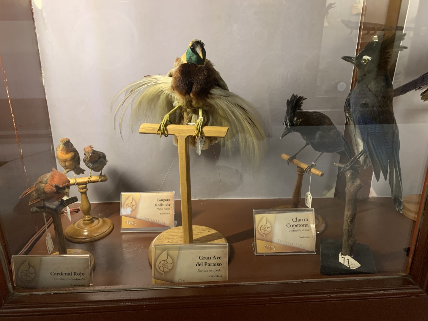 Red-crowned Ant Tanager