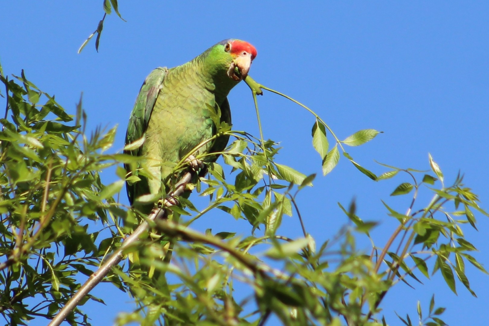 Red-crowned Parrot