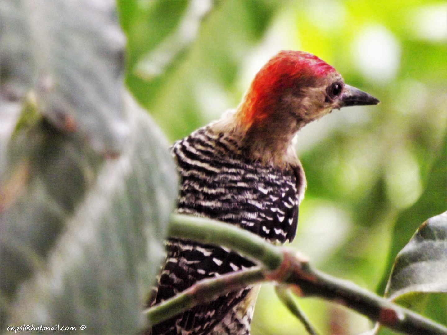 Red-crowned Woodpecker