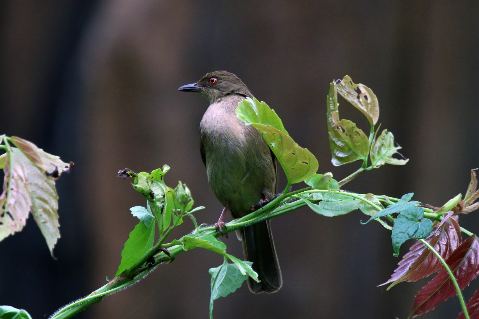 Red-eyed Bulbul