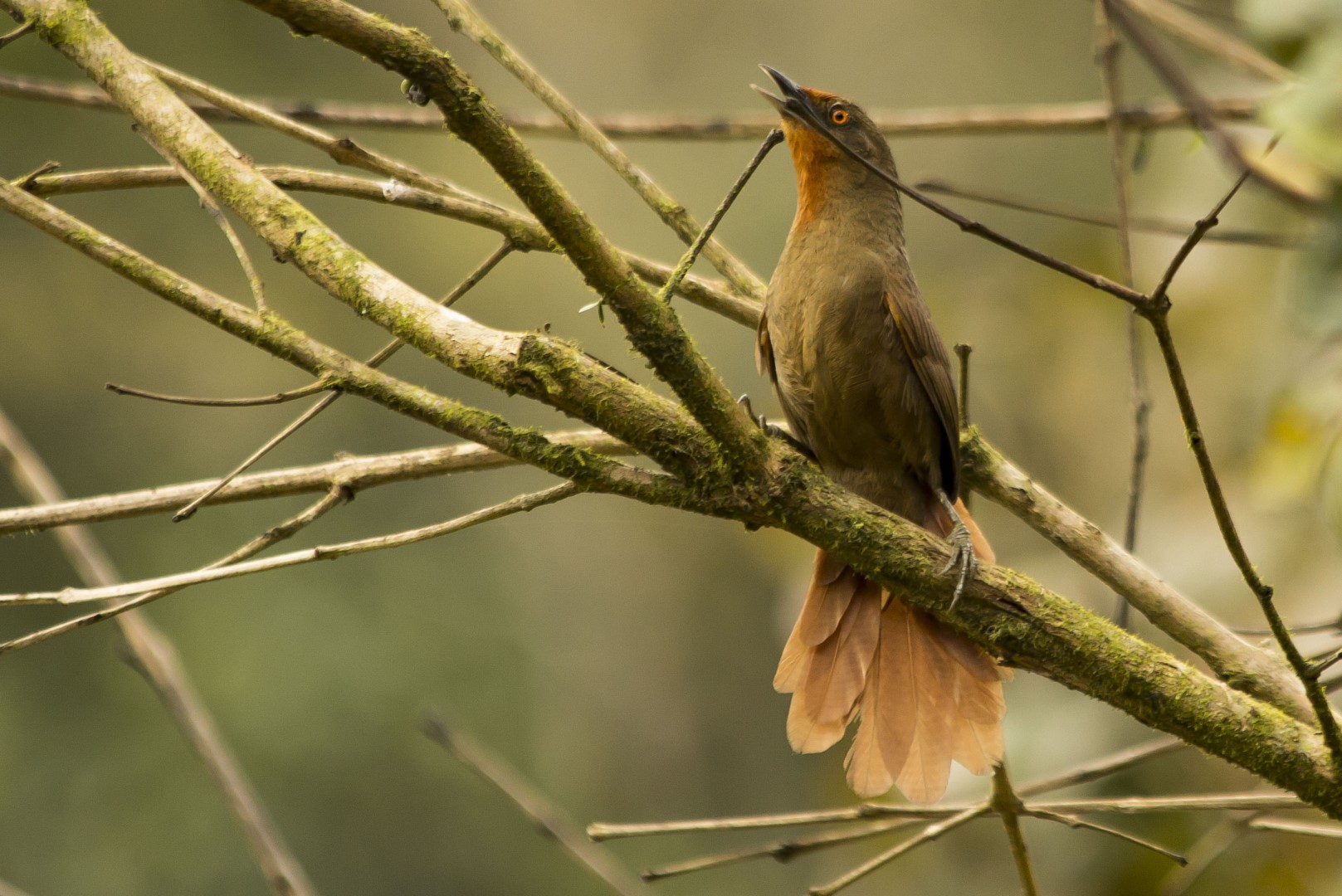 Red-eyed Thornbird