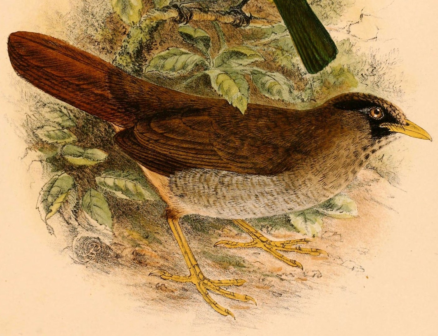 Red-eyed Thrush