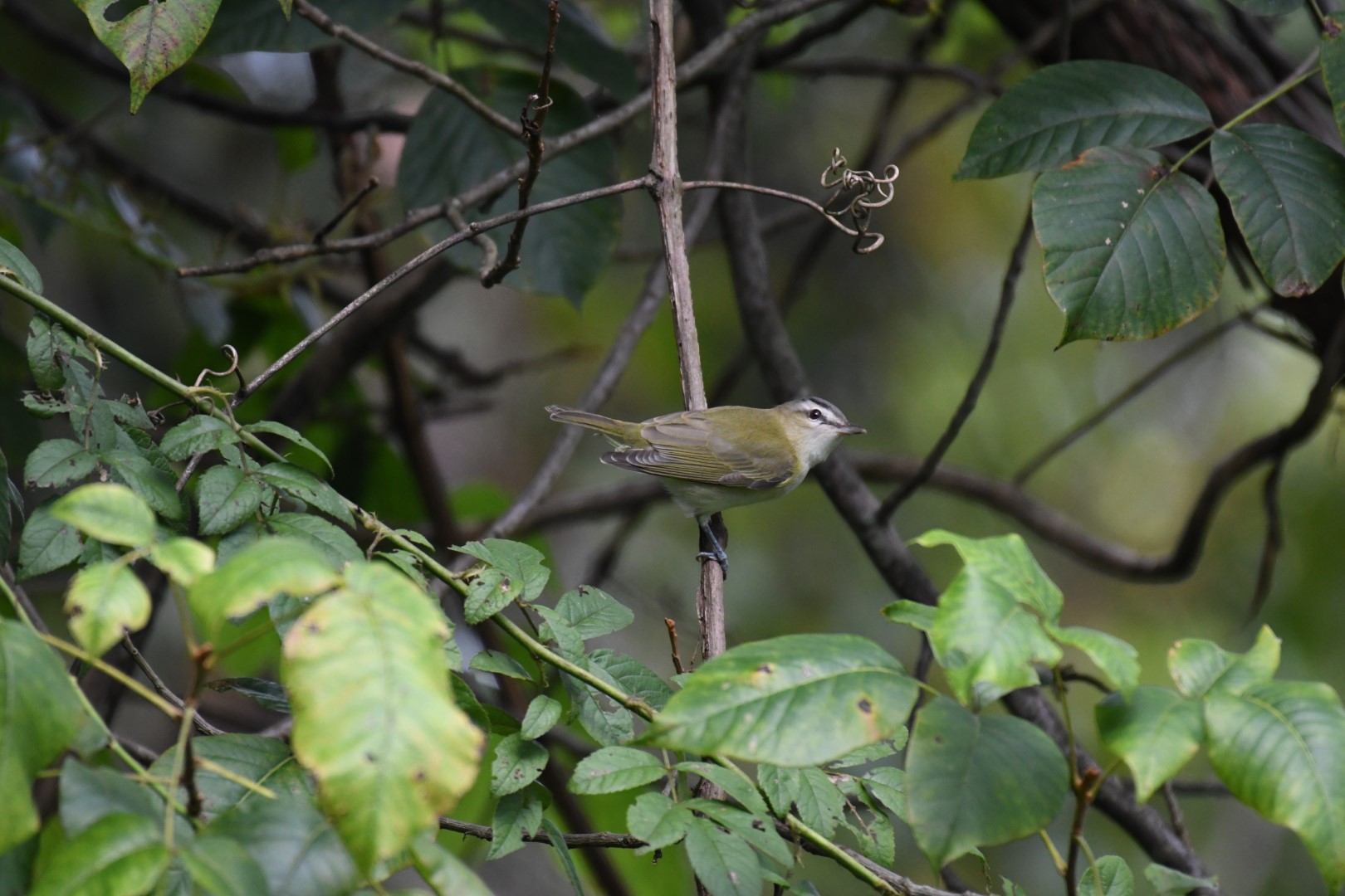 Red-eyed Vireo
