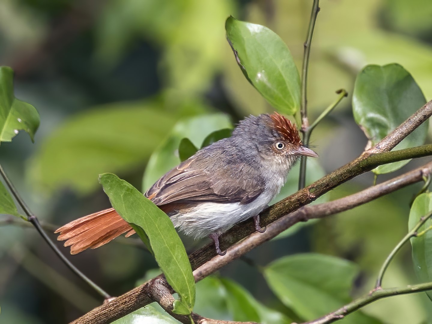 Red-faced Cisticola