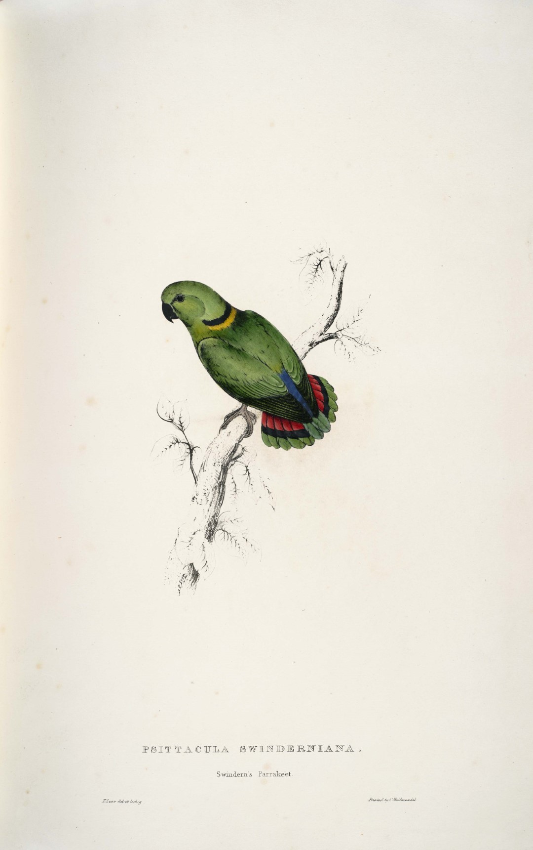 Red-faced Lovebird