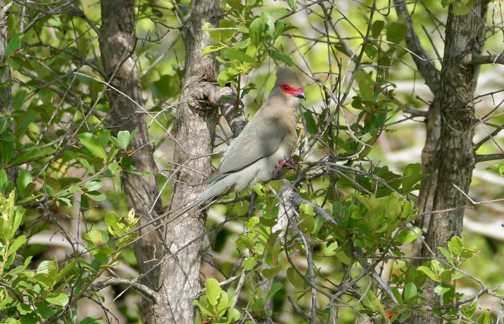 Red-faced Mousebird