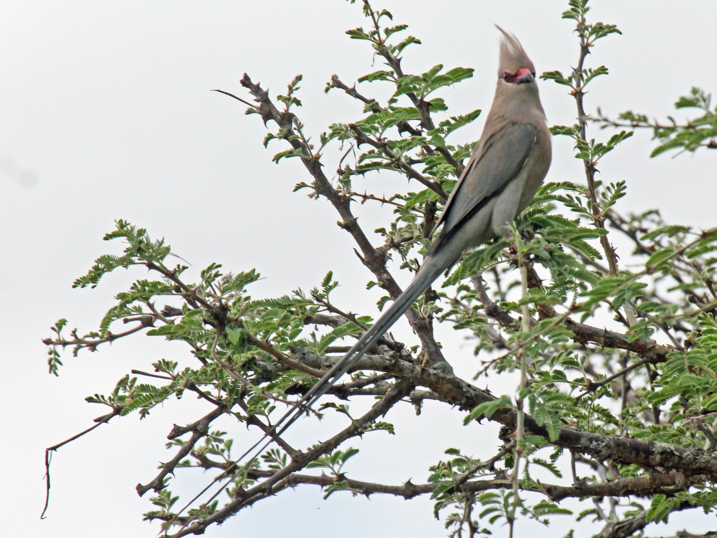 Red-faced Mousebird