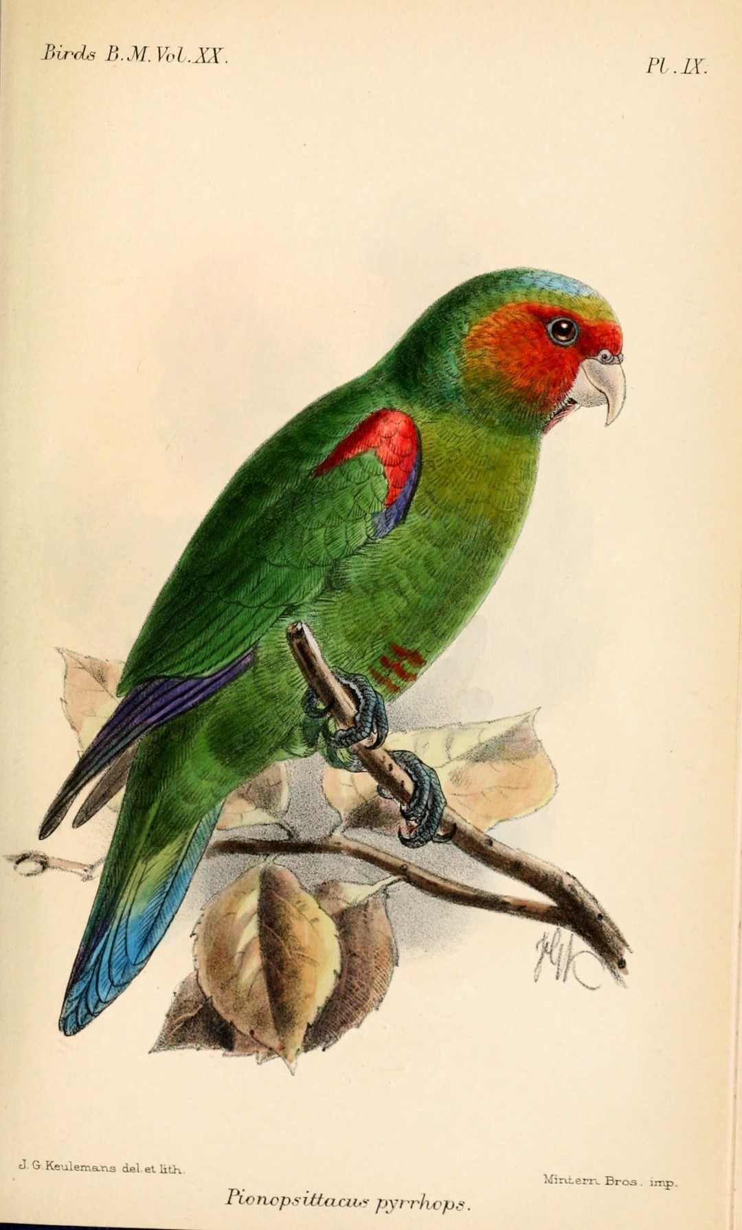 Red-faced Parrot