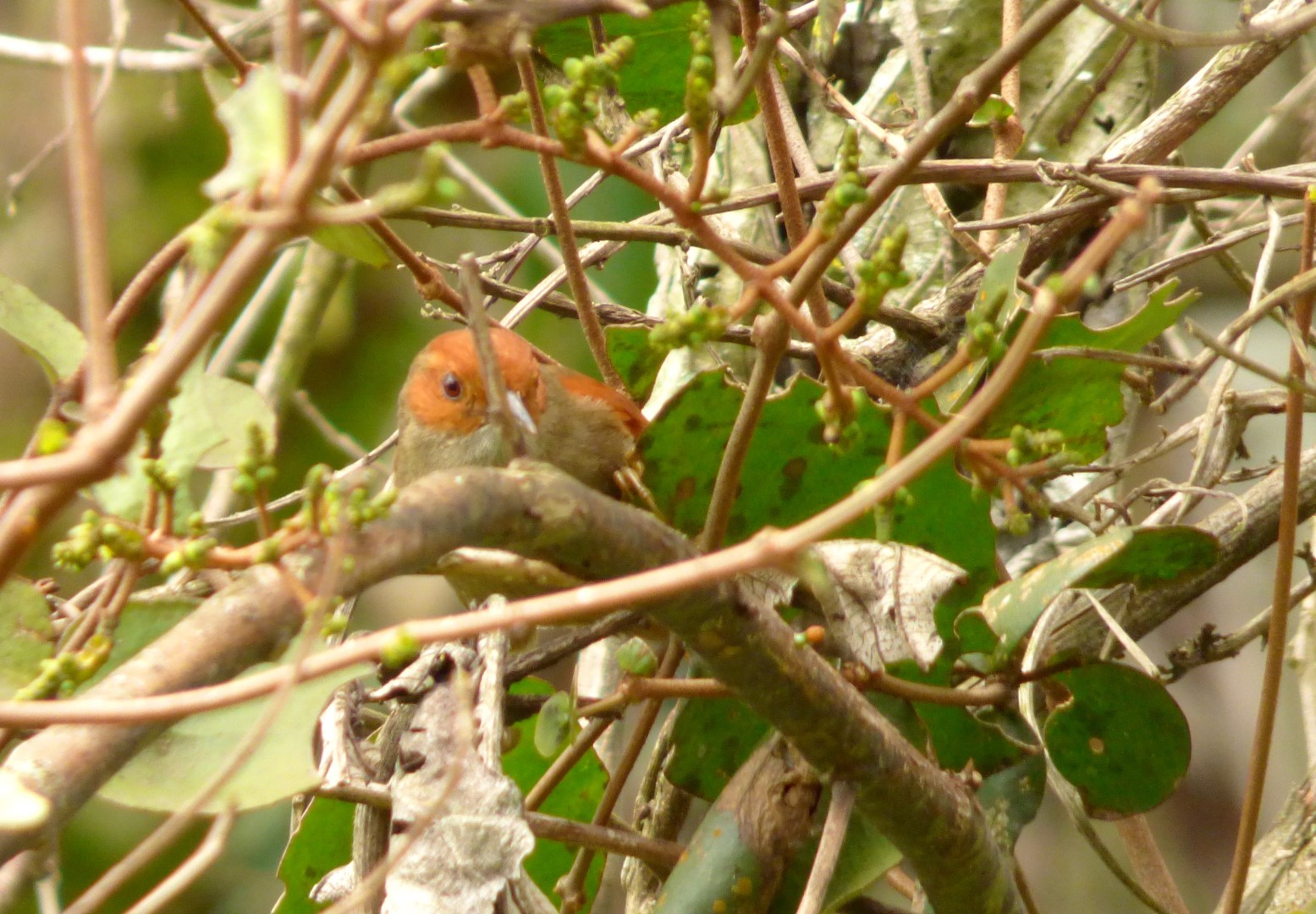 Red-faced Spinetail