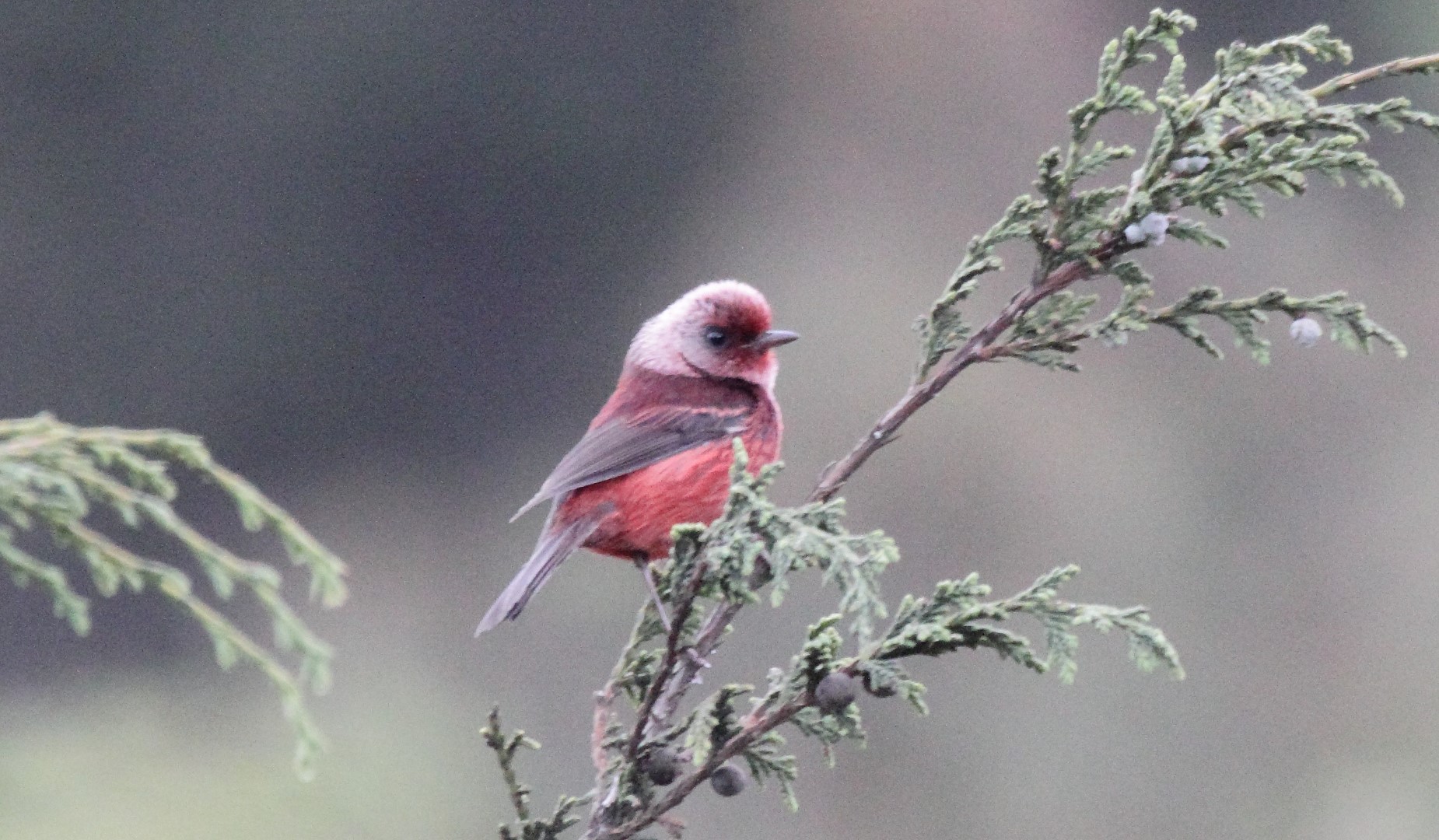 Red-faced Warbler