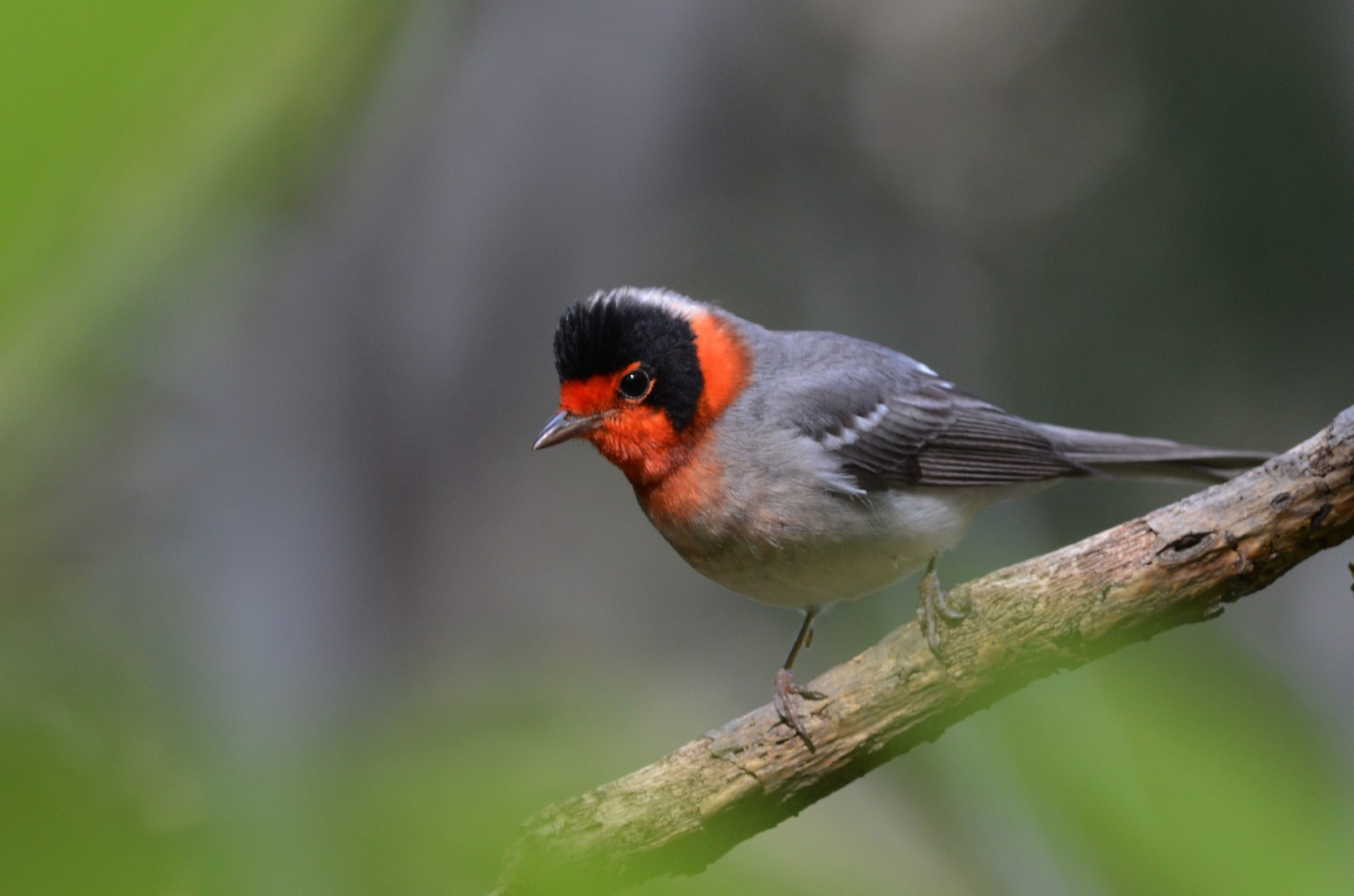 Red-faced Warbler