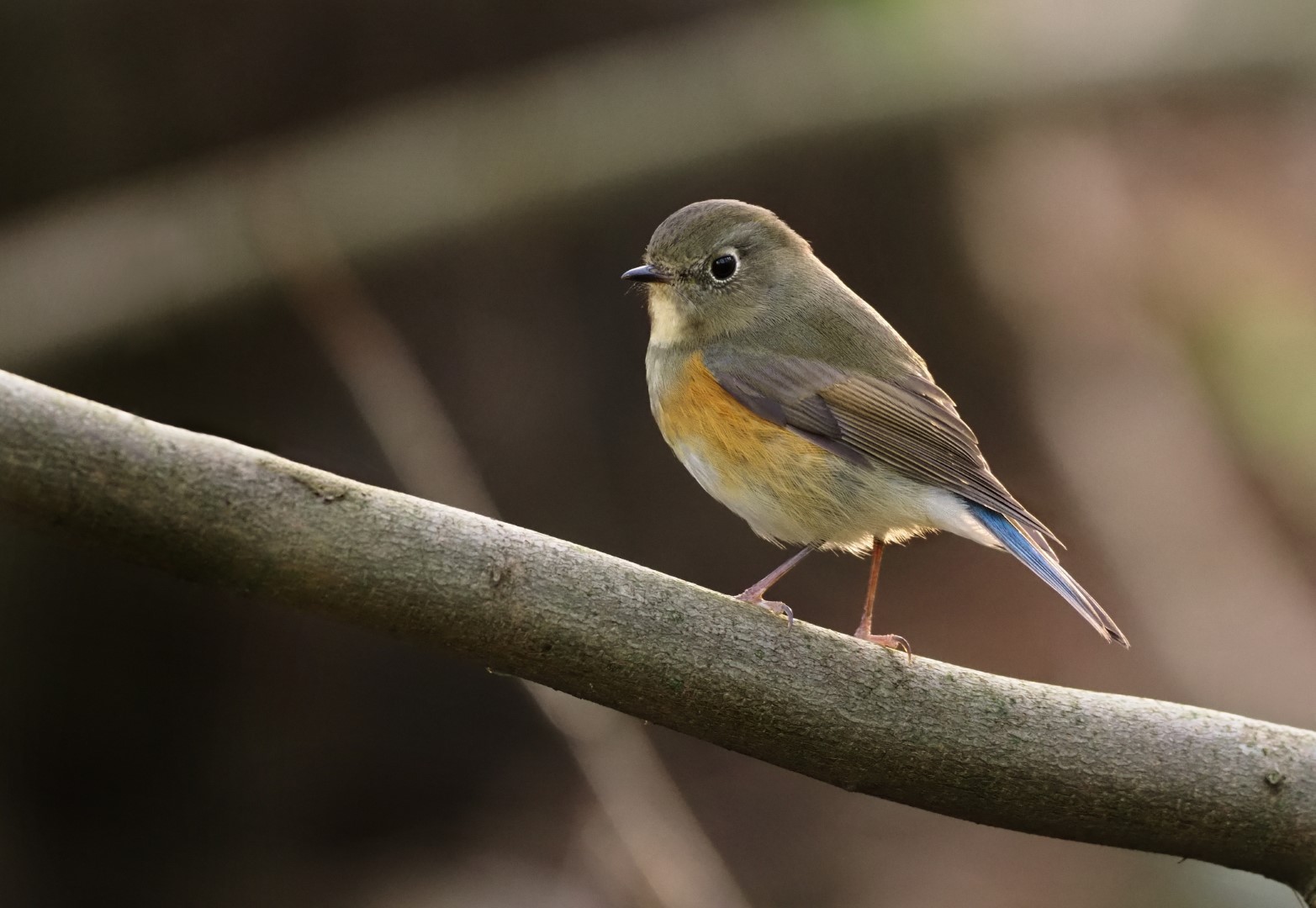 Red-flanked Bluetail