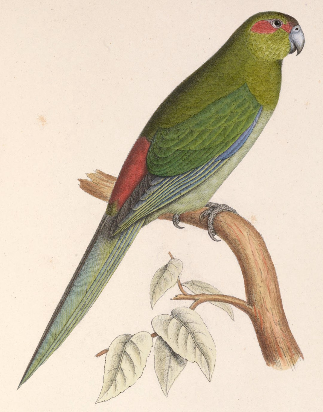 Red-fronted Parakeet
