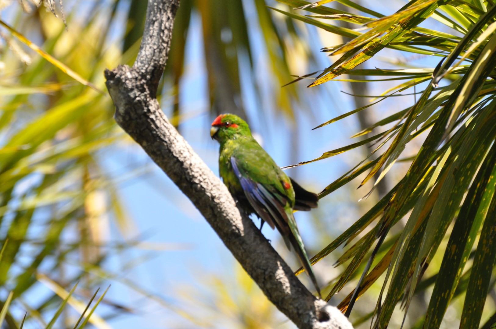 Red-fronted parakeet